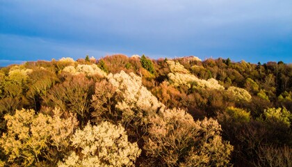 Aerial View of Autumn Forest Canopy