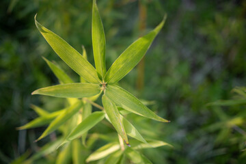 Close-up of Bamboo Leaves: The Natural Beauty of Greenery in Nature