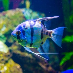 Vibrant blue and grey fish in aquarium