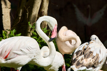 Pink flamingos bowed their necks