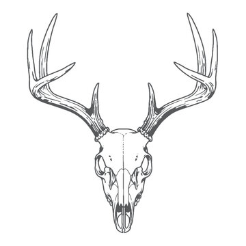 Striking black and white silhouette of a deer skull with antlers on a clean background
