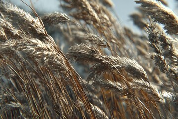 Fototapeta premium Windswept, golden grass field
