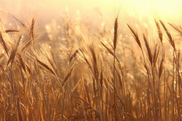 Obraz premium Golden wheat field at sunrise (2)