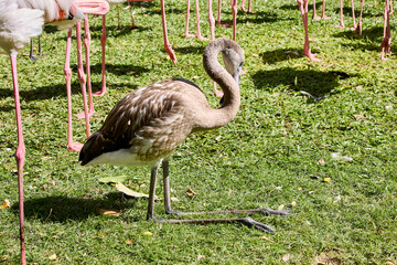 A baby pink flamingo is sitting on its legs