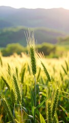 Close-up of wheat field at dawn. Golden wheat stalks
