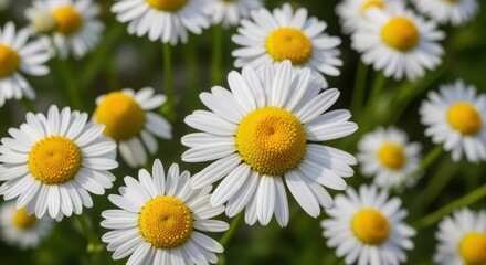 Chamomile Bloom: A close-up shot of a cluster of Chamomile flowers, with their bright white petals and vibrant yellow centers, basking in the soft natural light.
