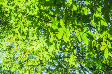 春、初夏、夏の晴天の森の木とさわやかな新緑の葉に太陽の強い日差しと木漏れ日　レンズフレアと七色のゴースト　夏休み・ゴールデンウィーク・観光・旅行・アウトドア・洗濯のイメージ背景