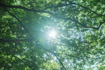 Obraz premium 春、初夏、夏の晴天の森の木とさわやかな新緑の葉に太陽の強い日差しと木漏れ日 レンズフレアと七色のゴースト 夏休み・ゴールデンウィーク・観光・旅行・アウトドア・洗濯のイメージ背景