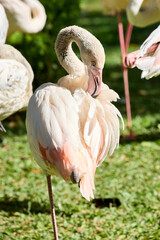Pink flamingo preening its feathers