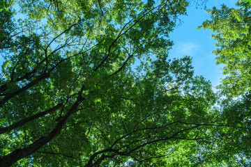 春、初夏、夏の晴天の森の木とさわやかな新緑の葉に太陽の強い日差しと木漏れ日　レンズフレアと七色のゴースト　夏休み・ゴールデンウィーク・観光・旅行・アウトドア・洗濯のイメージ背景