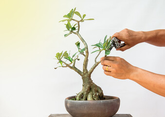 He is using pruning shears to shape the bonsai into a beautiful shape.