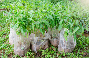 Many saplings are in nursery bags for reforestation.