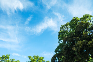 春、初夏、夏の晴天の森の木とさわやかな新緑の葉に太陽の強い日差しと木漏れ日　レンズフレア　夏休み・ゴールデンウィーク・観光・旅行・アウトドア・洗濯のイメージ背景
