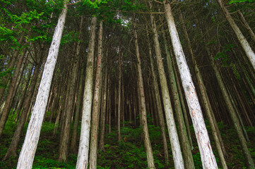 森林の木々　木祖村 © kikisora