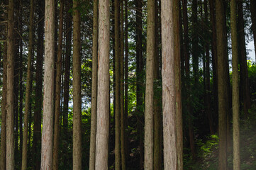 森林の木々　木祖村 © kikisora