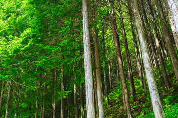 Obraz premium きさらぎの道沿いからのそびえ立つ木々