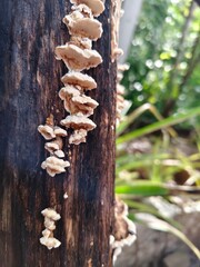 Rainy season fungi grow on brown logs.