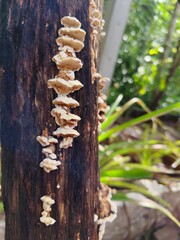 Rainy season fungi grow on brown logs.
