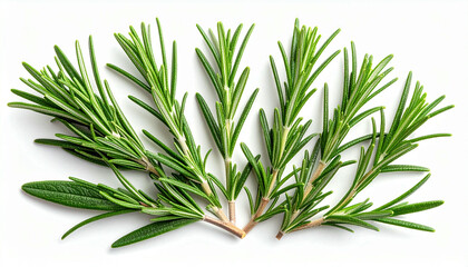 Fototapeta premium Close-up view of fresh rosemary sprigs arranged on a white surface.