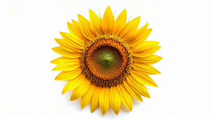 Obraz premium Close-up of a vibrant sunflower against a plain white background.