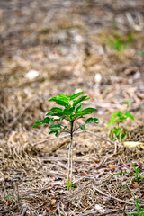 New plantings in a reforestation project - vertical