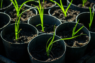 Seedlings in a nursery greenhouse - horizontal