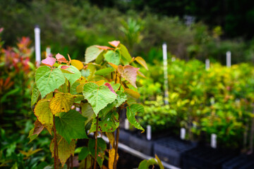 Tobacco plant, aka bleeding heart, being propagated in a nursery, to be used as a pioneer plant in reforestation - horizontal