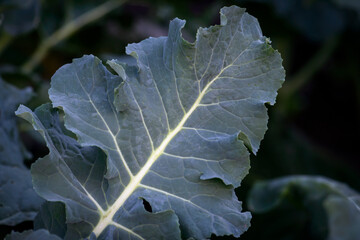 A silverbeet leaf growing in a veggie patch - horizontal