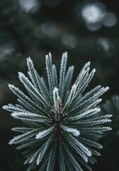 Frosted Pine Needle Close-up: A close-up shot reveals delicate frosted pine needles, a testament to the cold, crystalline beauty of winter's touch, capturing a serene moment. 