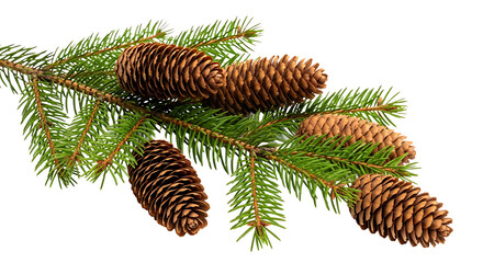 A sprig of fir with needles and several cones lying on a light surface in a close up studio shot