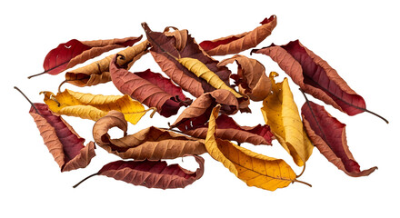 A collection of dry leaves showing autumn colors like red yellow and brown isolated on a clean surface