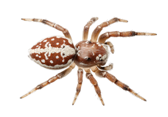  hickory spider, transparent background, png file for cut out.png 