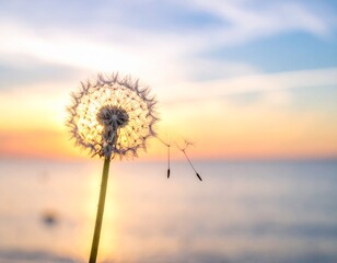 Sunlit dandelion seed head with delicate seeds floating away on a gentle breeze with a soft, blurred ocean sunset in the background