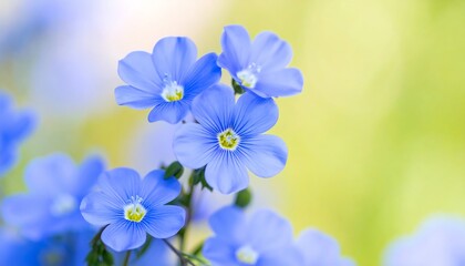 Naklejka premium Close-up of delicate, light-blue flowers