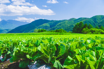 木祖村のはくさい畑 © kikisora