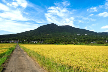 筑波山南麓の初秋の水田と農道