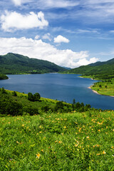 初夏の野反湖とノゾリキスゲ（ニッコウキスゲ）