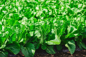 木祖村のはくさい畑