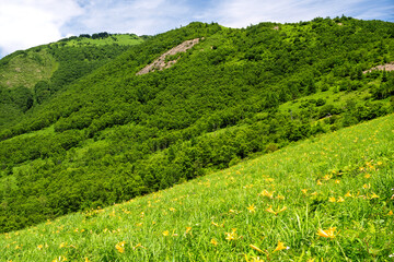 ノゾリキスゲ（ニッコウキスゲ）の群生と初夏の山