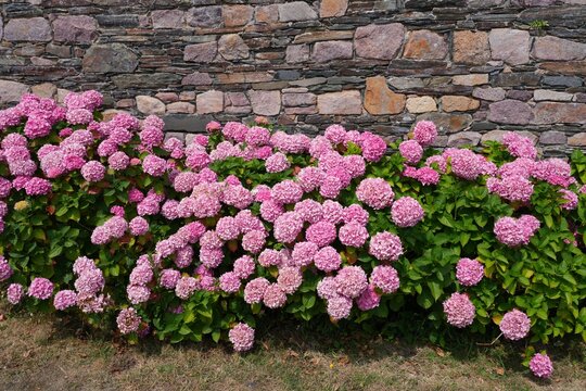 Pink hydrangea flowers growing in the garden in Britanny