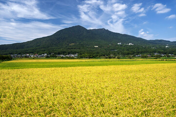 筑波山南麓の初秋の水田