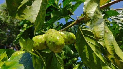 Close-up photo of noni fruit (Morinda citrifolia) on a tree with green leaves under natural sunlight. This image is perfect for illustrating herbal medicine, organic farming, health supplements