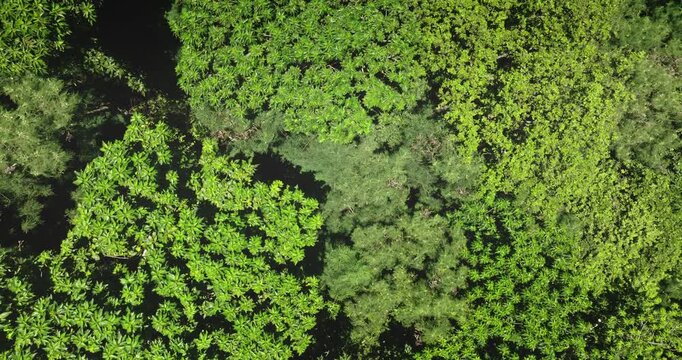 Tropical forest dense canopy of lush green foliage forming vibrant tapestry of nature background. Drone flight footage top down aerial view captures breathtaking beauty of green leaves moving on wind