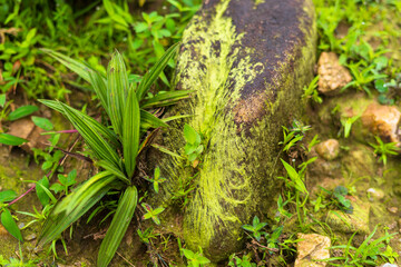 texture formed by green moss growing on the surface of forest stones