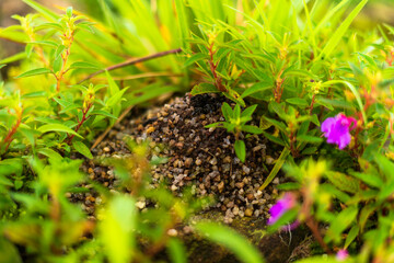 Ant house in the grass
