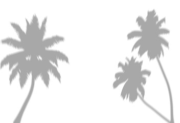 Dark palm tree shadow overly © Lepe PNG