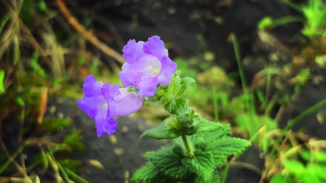 Strobilanthes kunthiana, or Kurinji, is a shrub in the bear's breeches family found in the shola forests of the Western Ghats in Karnataka