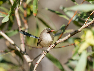 Female Variegated Fairywren (Malurus lamberti) perched on a branch with bokeh background