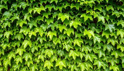 Lush green leaves densely cover a wall