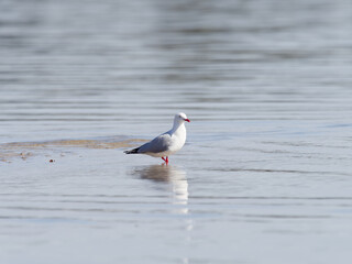 Silver Gull (Chroicocephalus novaehollandiae) wading or standing in shallow water and sand.